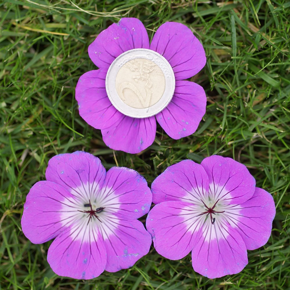 Geranium Wallichianum Kelly Anne | Cranesbill