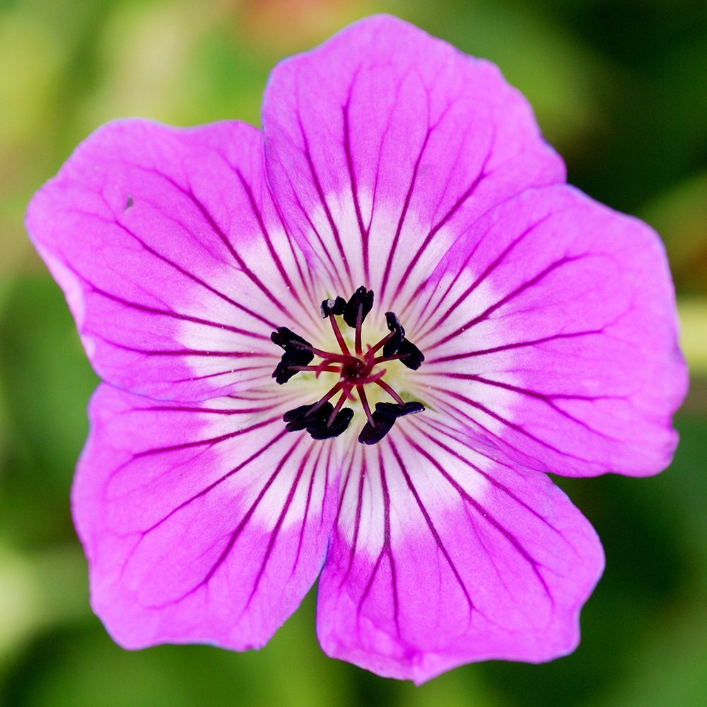 Geranium Wallichianum Kelly Anne | Cranesbill