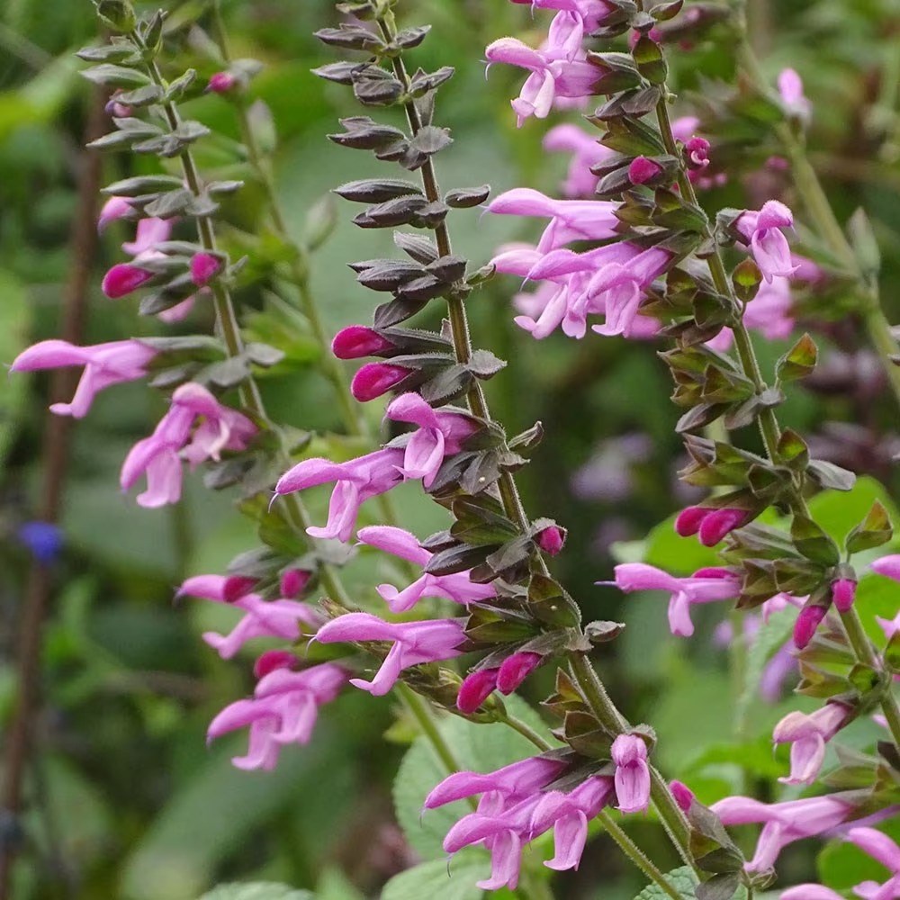 Salvia Pink Amistad | Sage