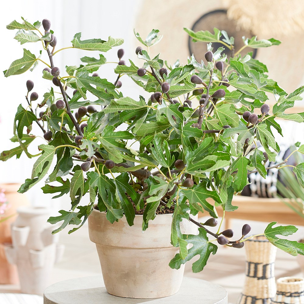 Fig Little Miss Figgy | Patio Fig | Ficus Carica 
