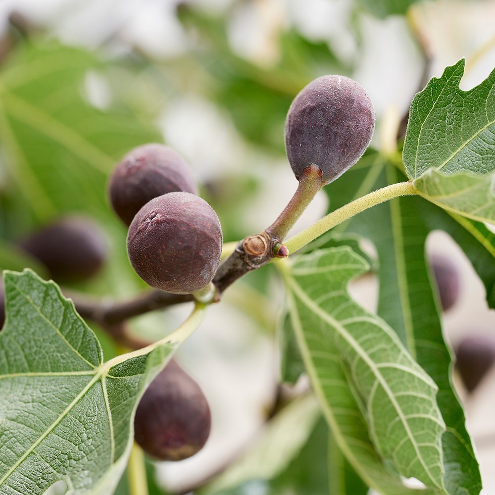 Fig Little Miss Figgy | Ficus Carica
