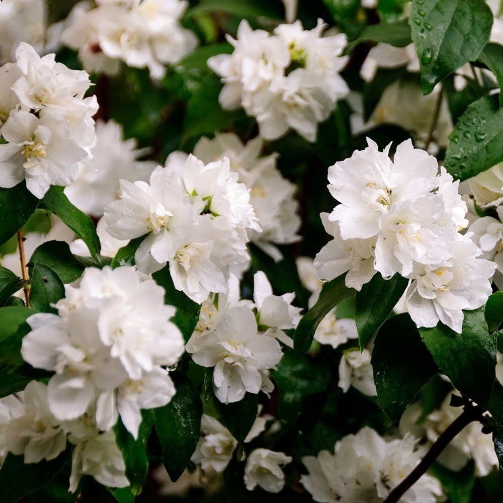 Philadelphus Minnesota Snowflake | Mock Orange
