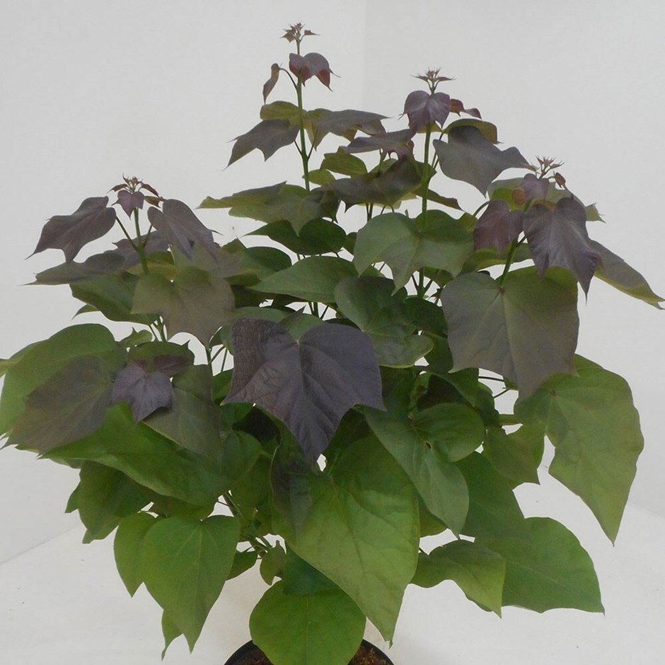 Catalpa × Erubescens Purpurea | Purple Leaved Indian Bean Tree
