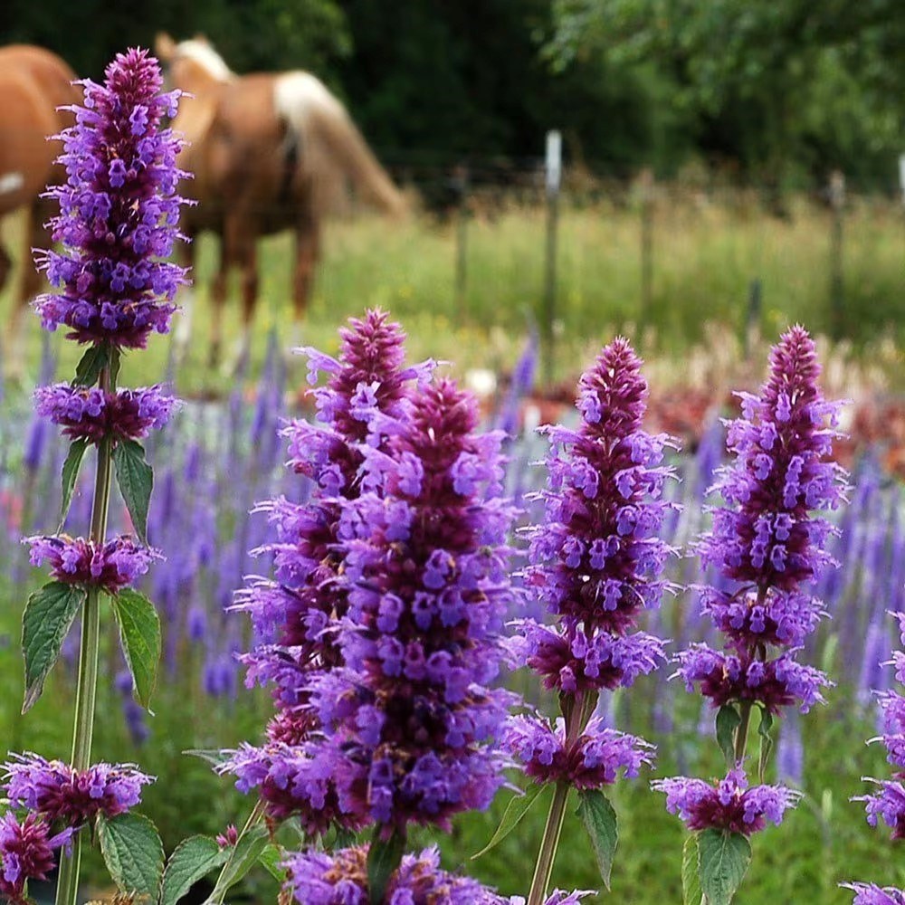 Agastache Blue Boa | Mexican Giant Hyssop
