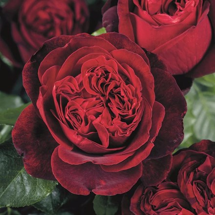 Rosa Admiral | Hybrid Tea Bush Rose