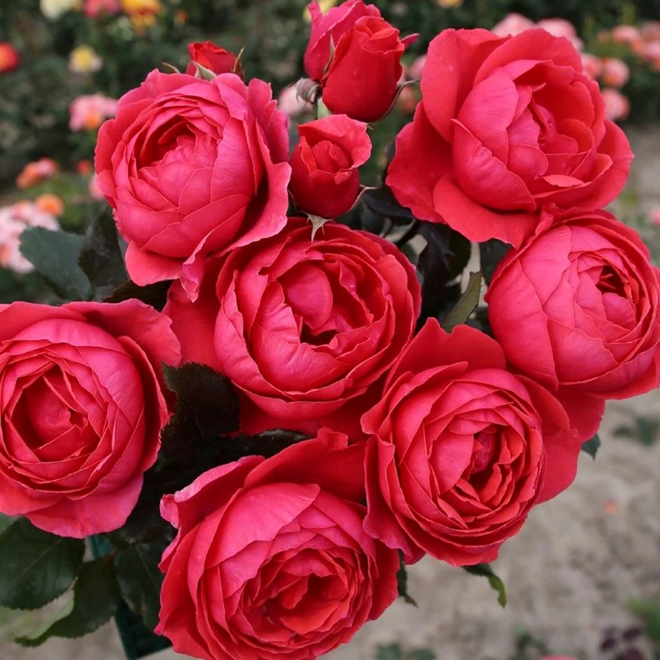 Rosa Gartenprinzessin Marie-José | Floribunda Bush Rose