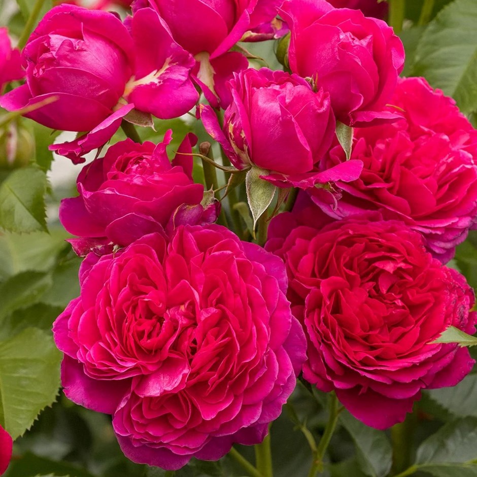 Rosa Soul | Modern Shrub Rose