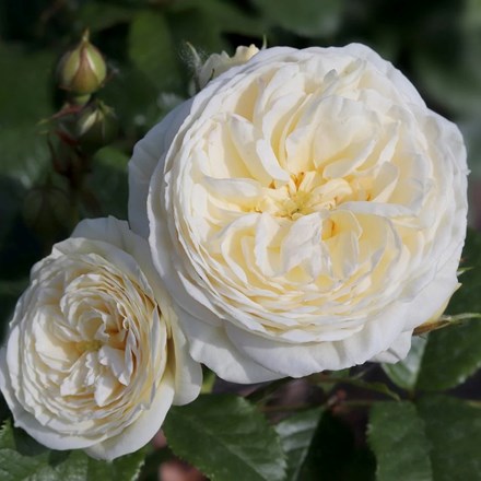 Rosa Sweet Child of Mine | Hybrid Tea Bush Rose