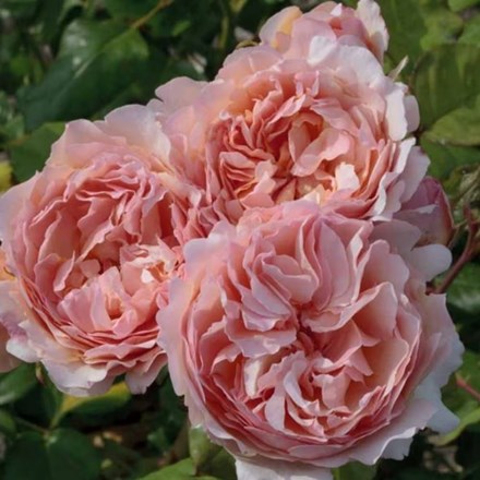 Rosa Princesse Charlene de Monaco | Shrub Rose