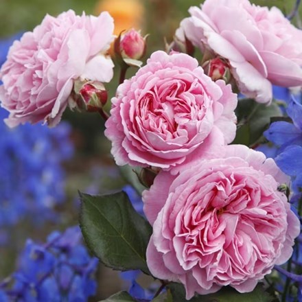 Rosa Summer Romance | Floribunda Bush Rose