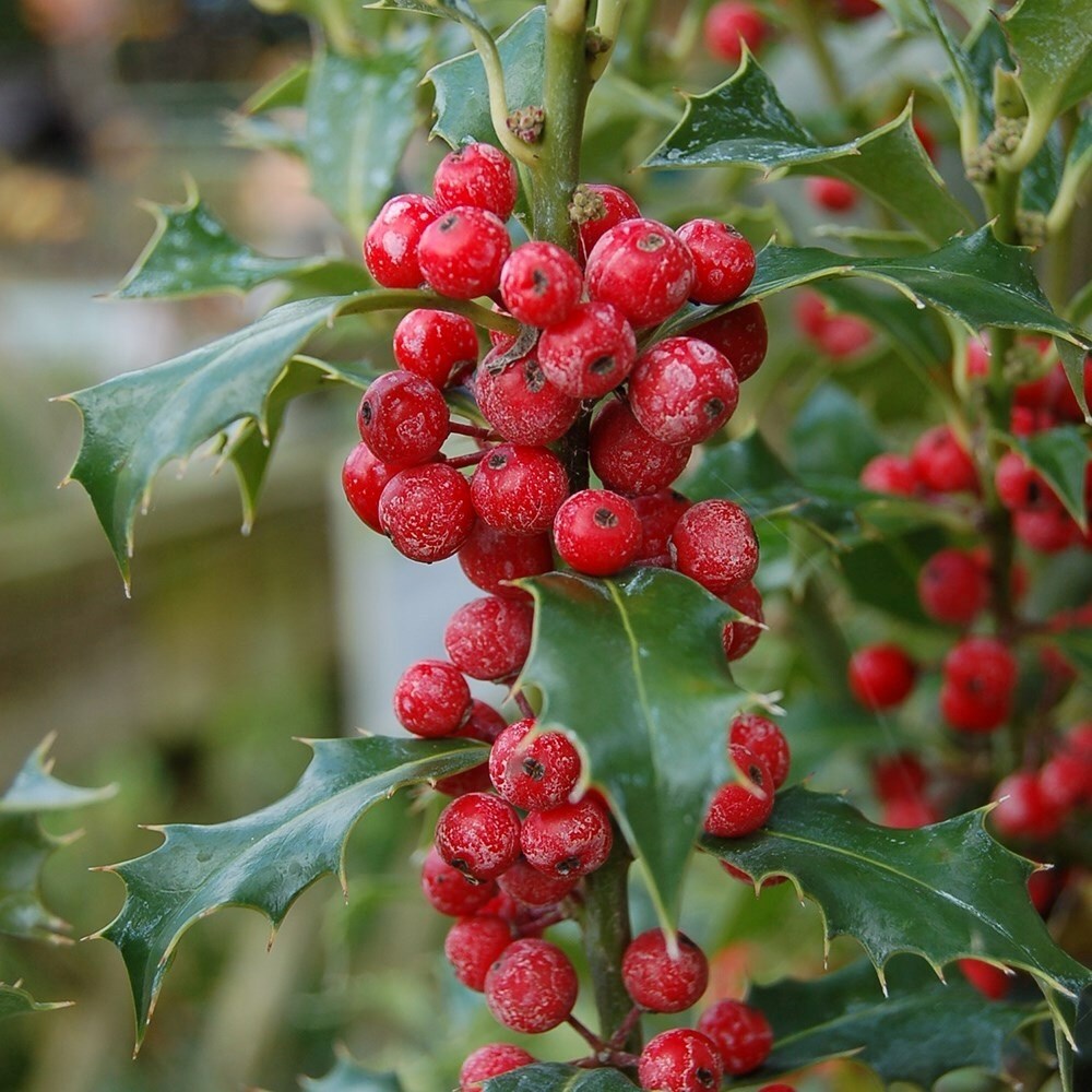 Ilex aquifolium Alaska | English holly (Female)