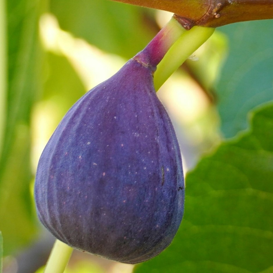 Fig Ronde De Bordeaux | Ficus Carica