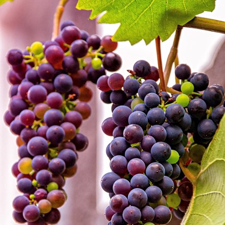 Grape Einset | Seedless Grape Vine