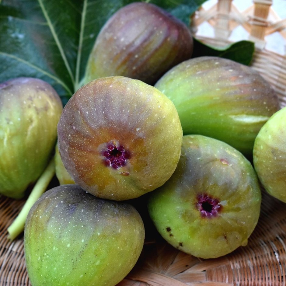 Fig Bornholm | Ficus Carica