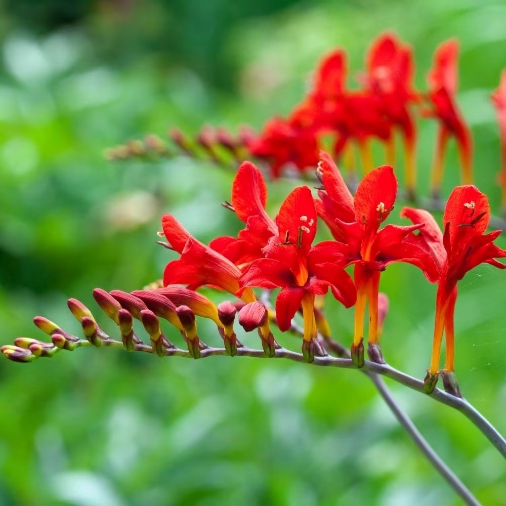 Crocosmia Lucifer | Montbretia