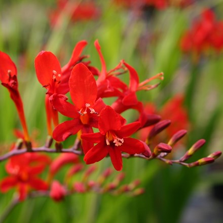 Crocosmia Lucifer | Montbretia