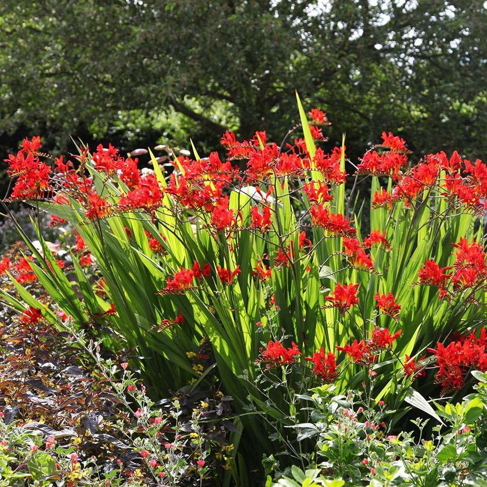 Montbretia (Crocosmia 'Lucifer') – Sejahtera Seeds And Bulbs
