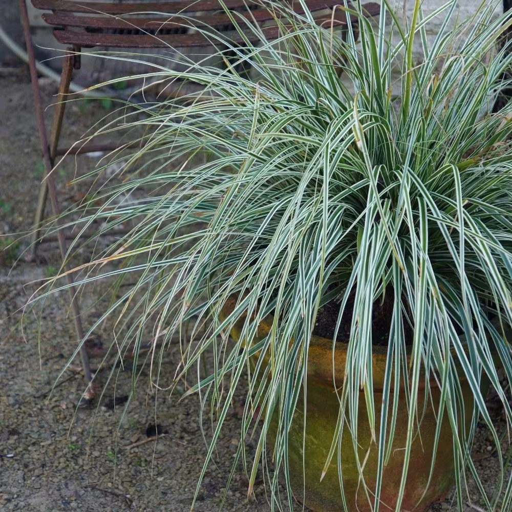 Carex Oshimensis Everest | Sedge