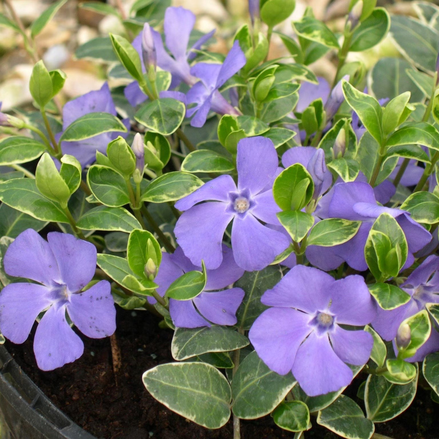 Vinca Minor Ralph Shugert | Lesser Periwinkle