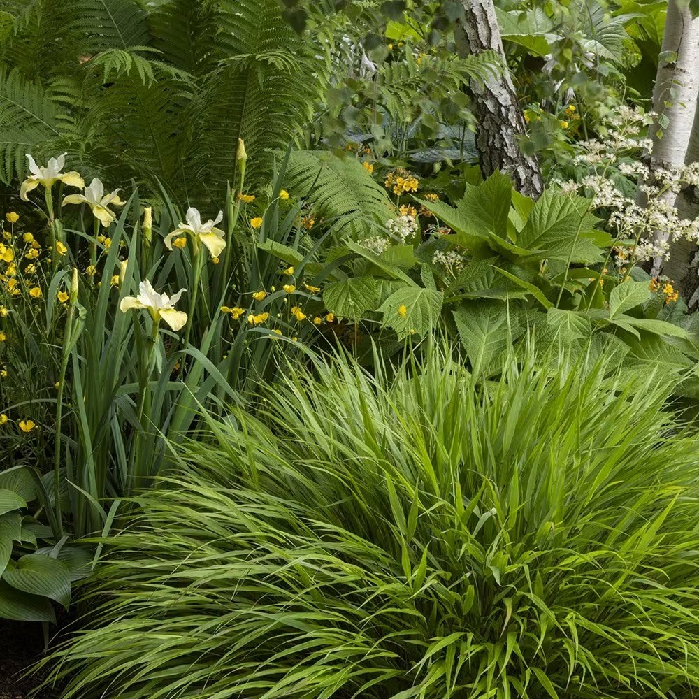 Hakonechloa Macra