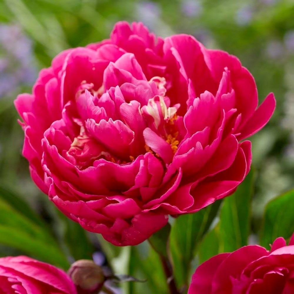 Paeonia Lactiflora Karl Rosenfield | Paeony Or Peony