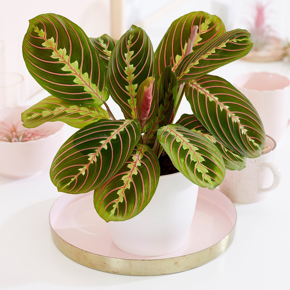 Maranta Leuconeura Var. Leuconeura Fascinator | Prayer Plant