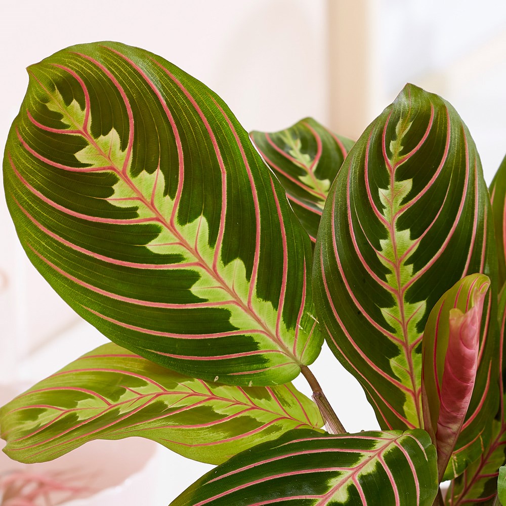 Maranta Leuconeura Var. Leuconeura Fascinator | Prayer Plant