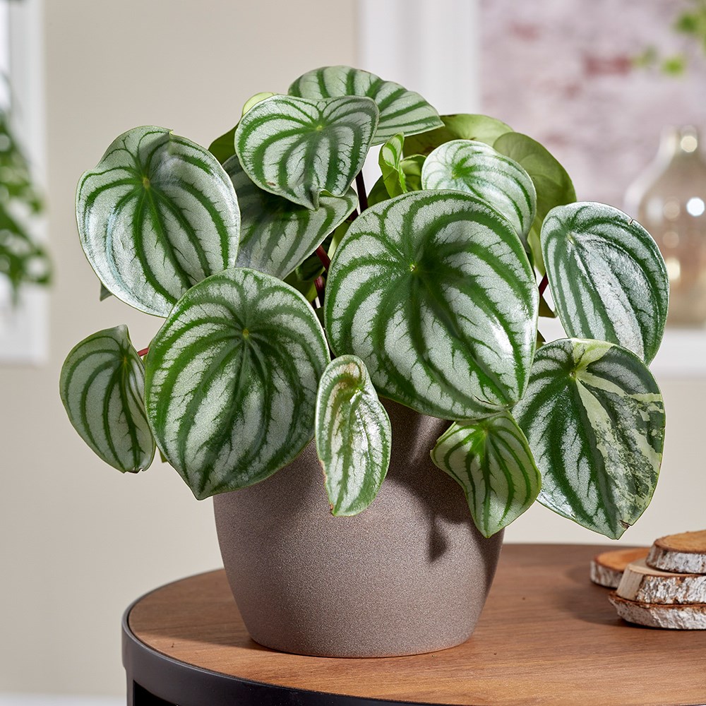 Peperomia Argyreia | Watermelon Peperomia