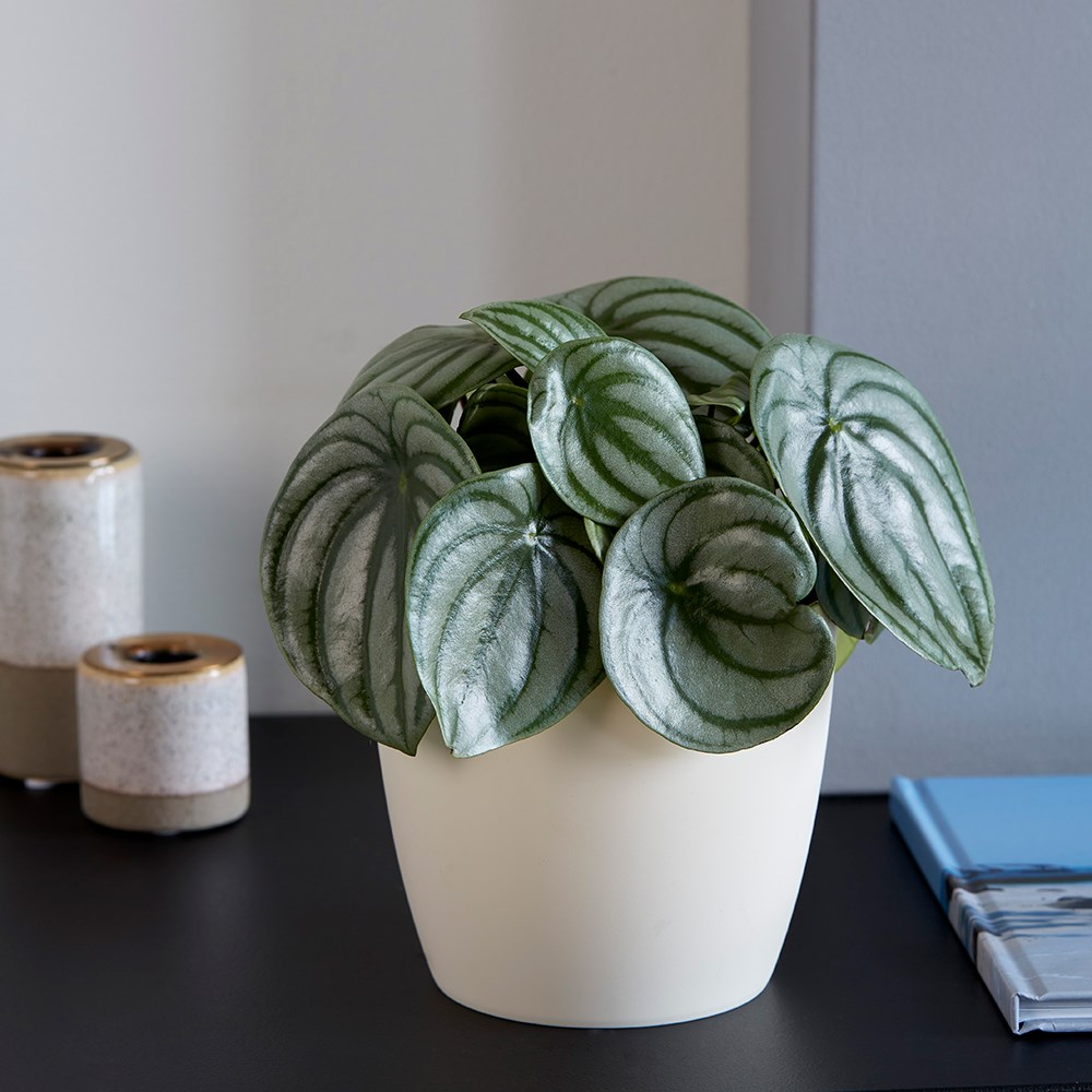 Peperomia Argyreia | Watermelon Peperomia