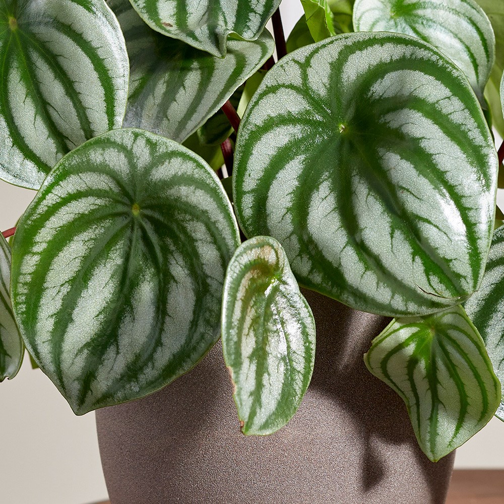Peperomia Argyreia | Watermelon Peperomia