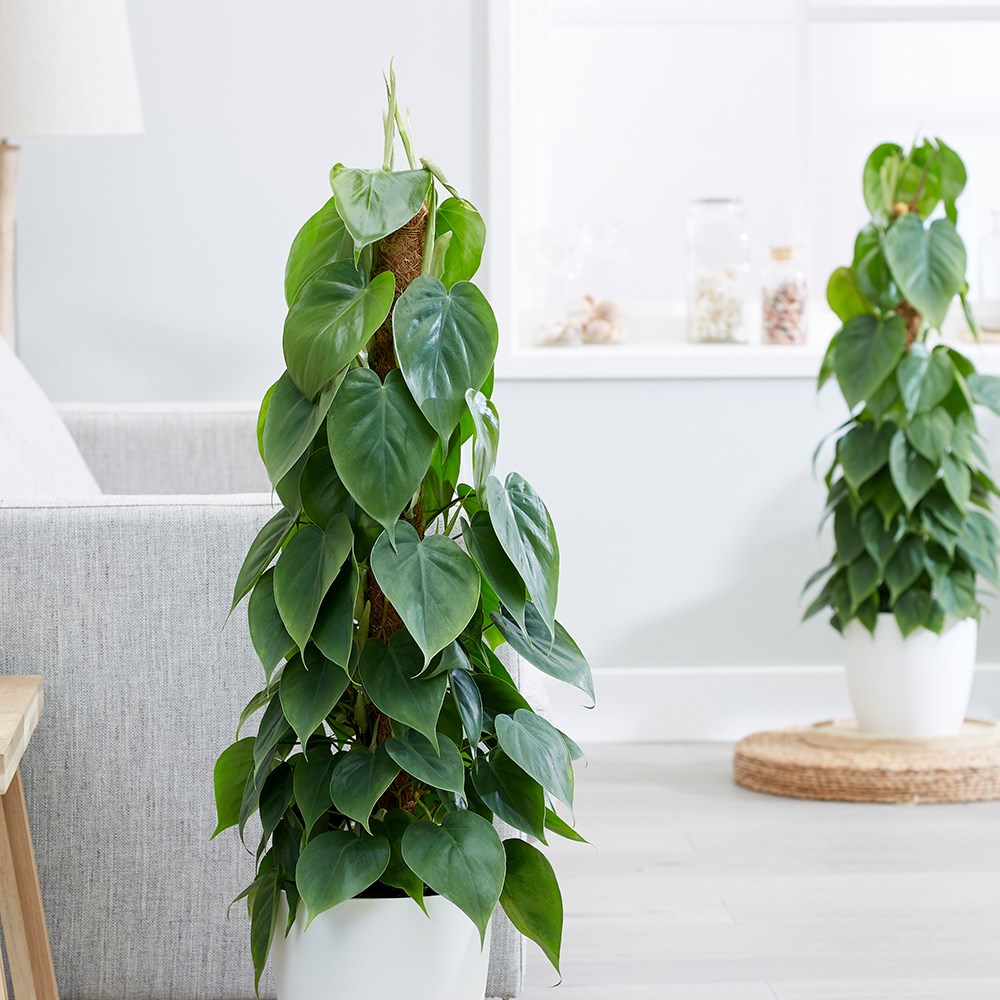 Philodendron Scandens | Sweetheart Plant Or Heart-Leaf