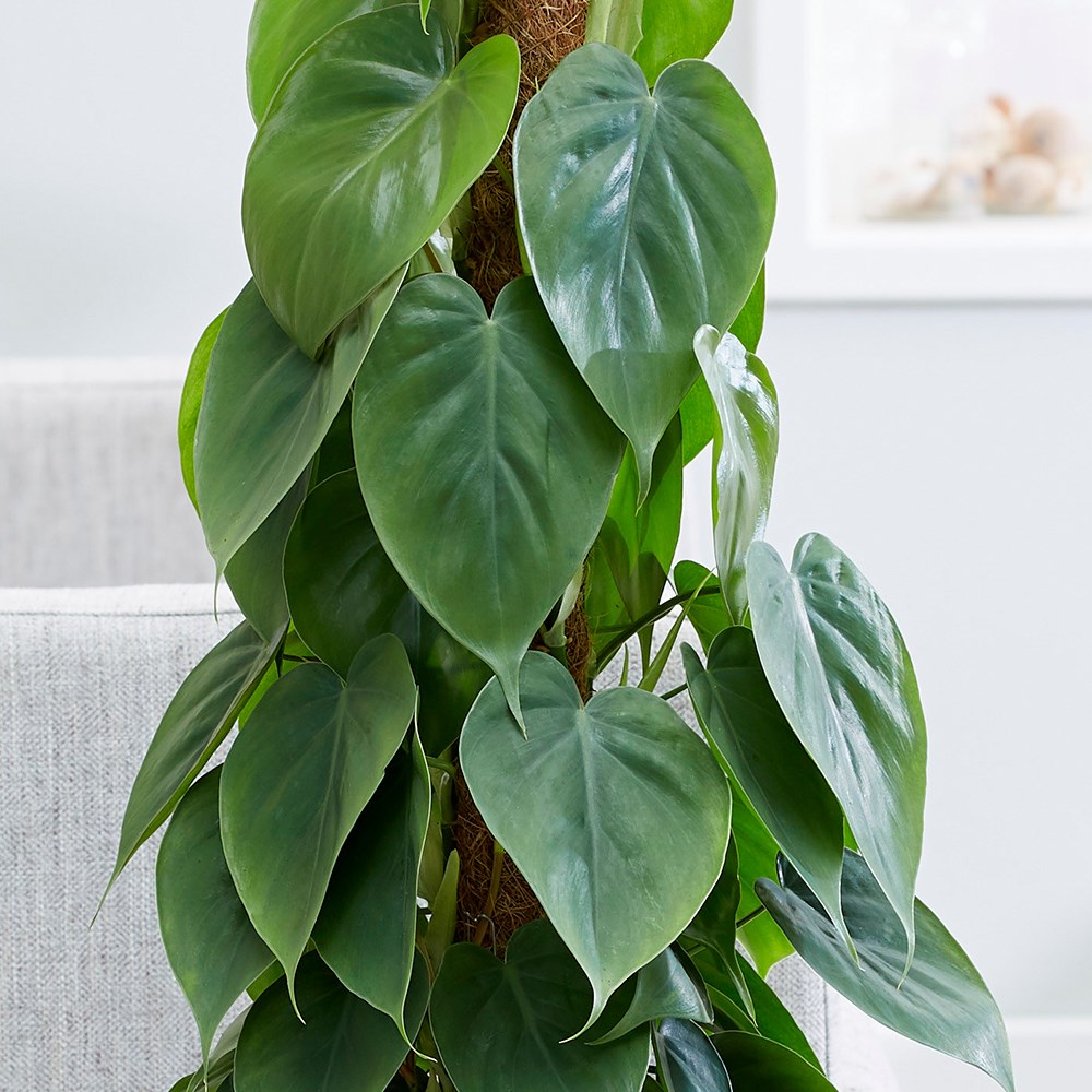 Philodendron Scandens | Sweetheart Plant Or Heart-Leaf