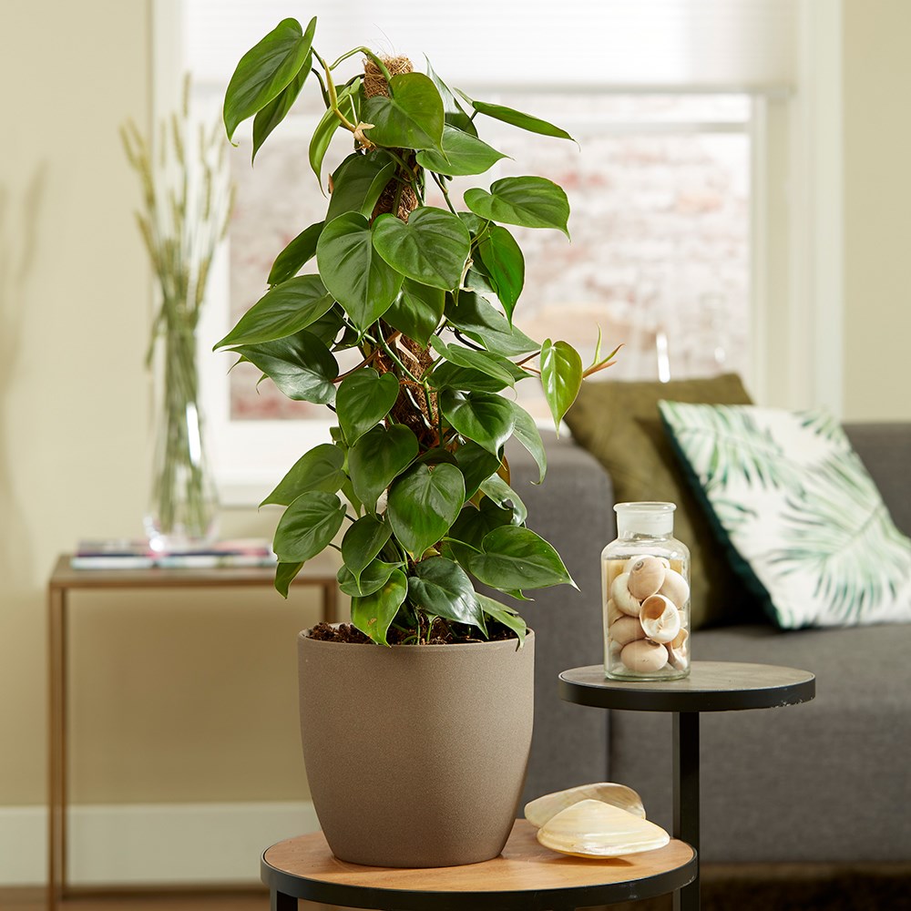 Philodendron Scandens | Sweetheart Plant Or Heart-Leaf