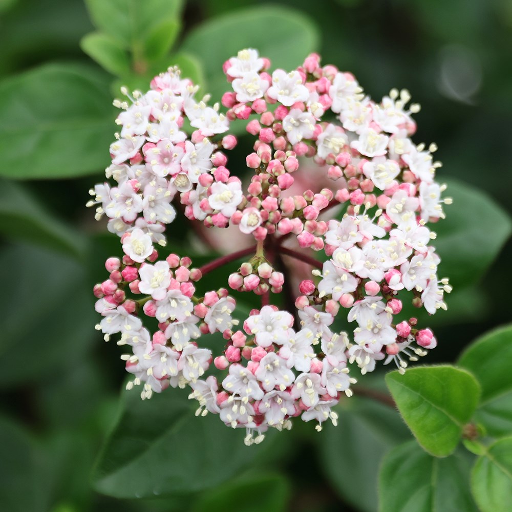Viburnum Tinus Eve Price | Laurustinus