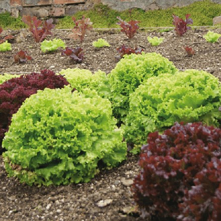 Lettuce Green and Red Salad Bowl Collection