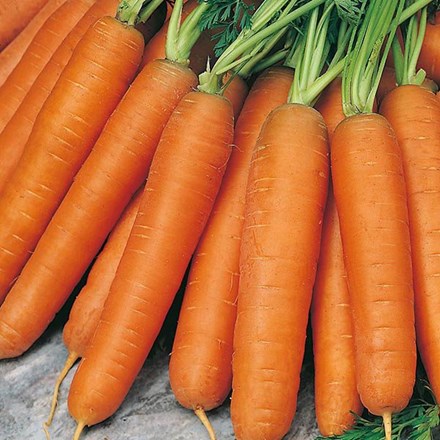 Carrot Nantes