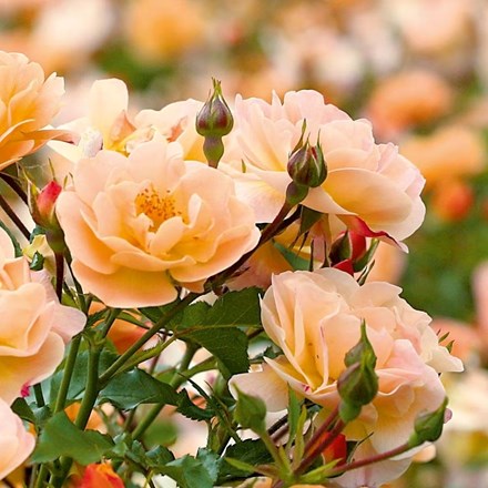 Rosa Flower Carpet Amber | Ground Cover Rose