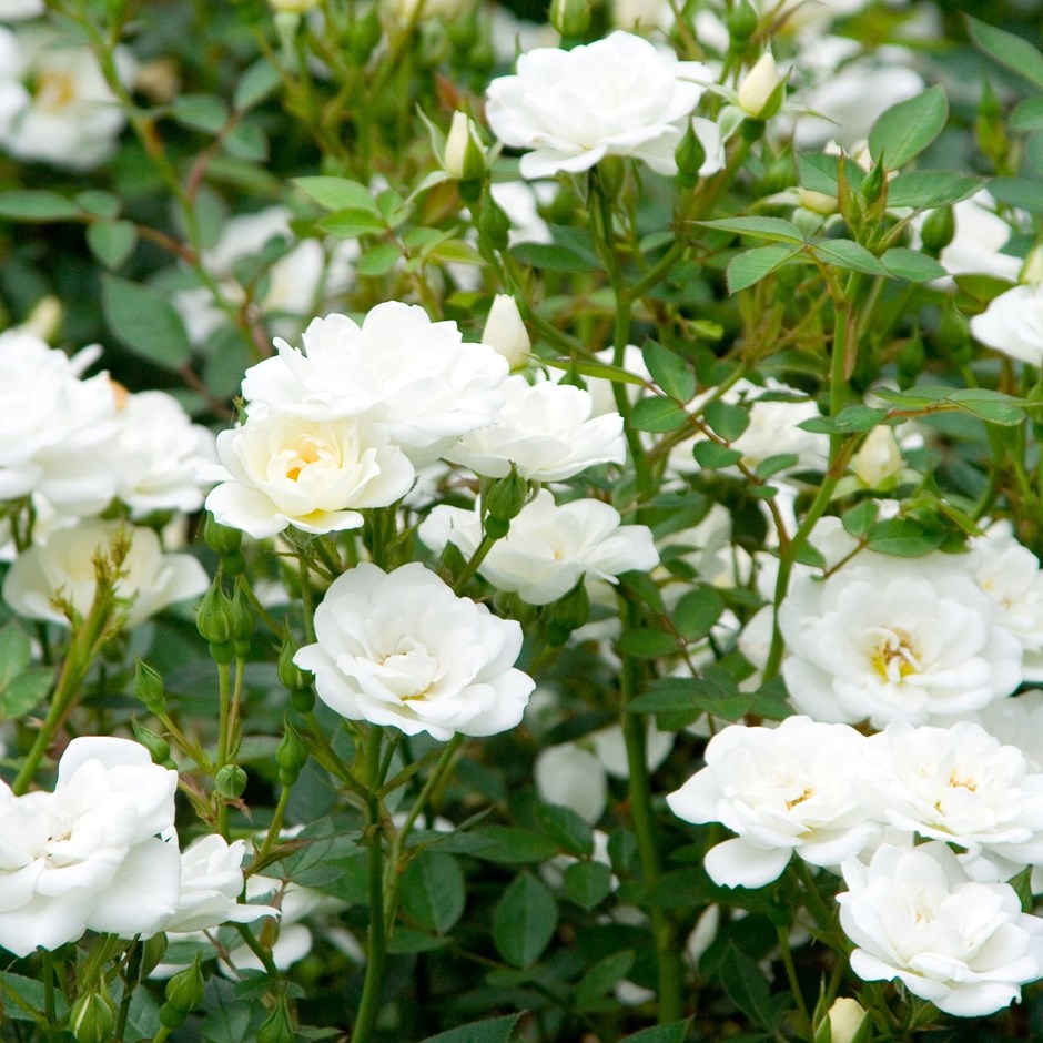 Rosa Kent | Ground Cover Rose