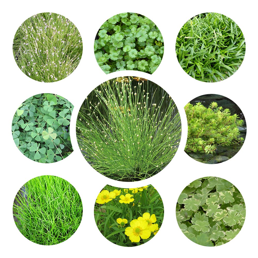 Oxygenating Pond Plant Collection