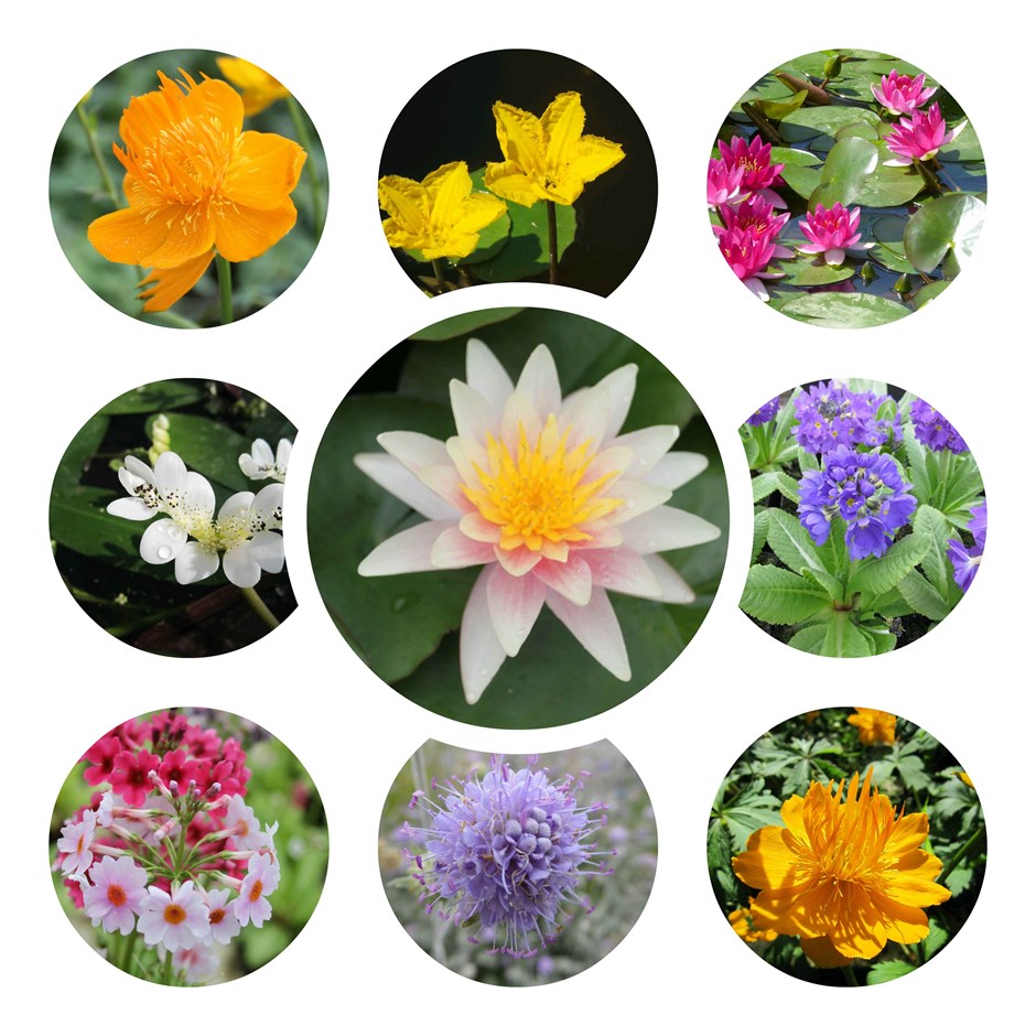 Ornamental Colour Pond Plant Collection