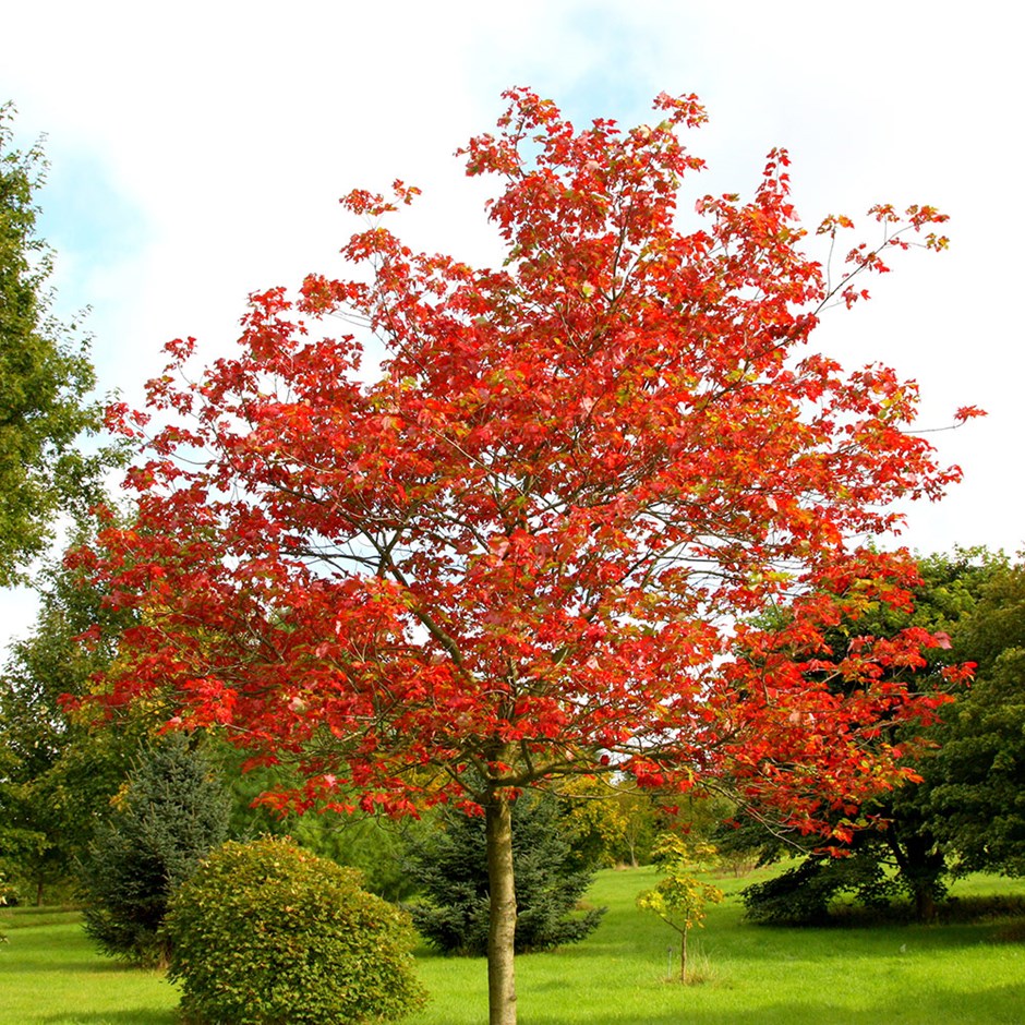 Acer Rubrum | Red Maple