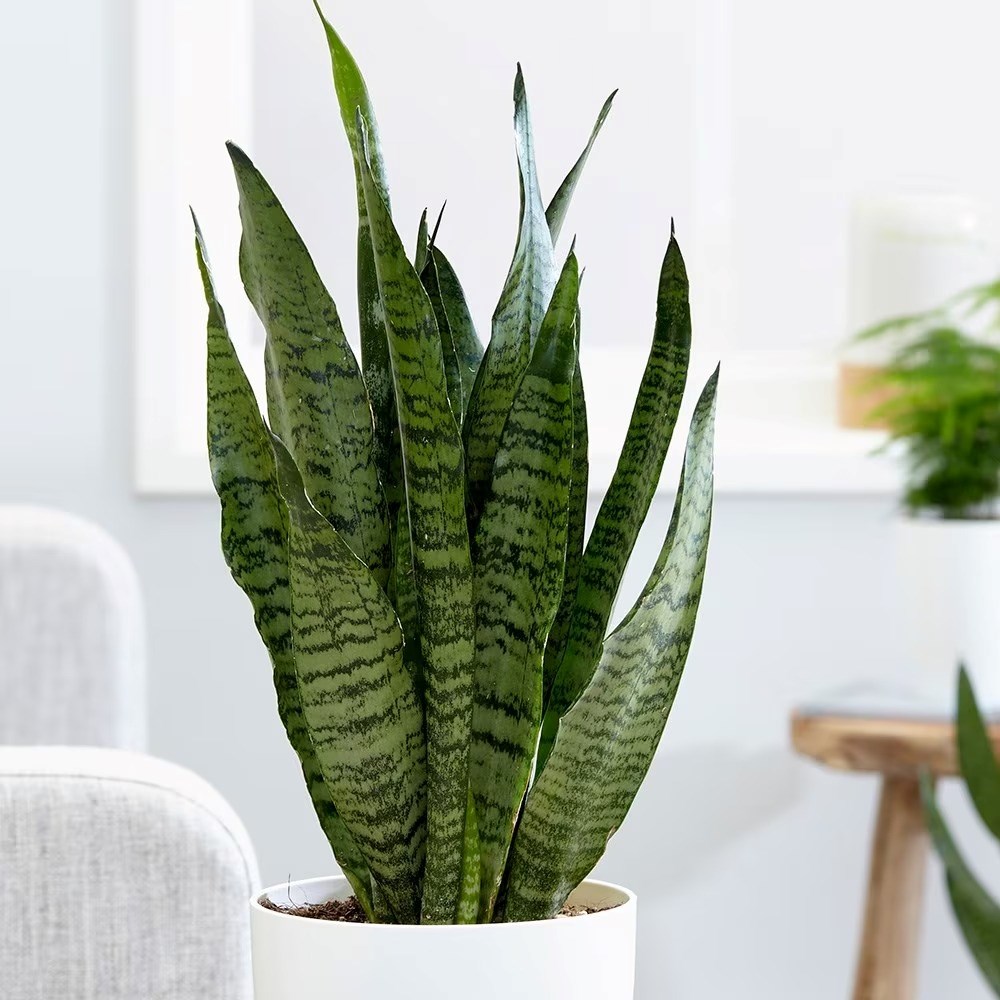 Sansevieria Zeylanica | Mother-In-Laws Tongue