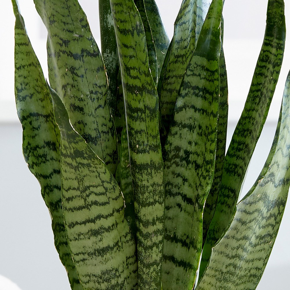 Sansevieria Zeylanica | Mother-In-Law's Tongue