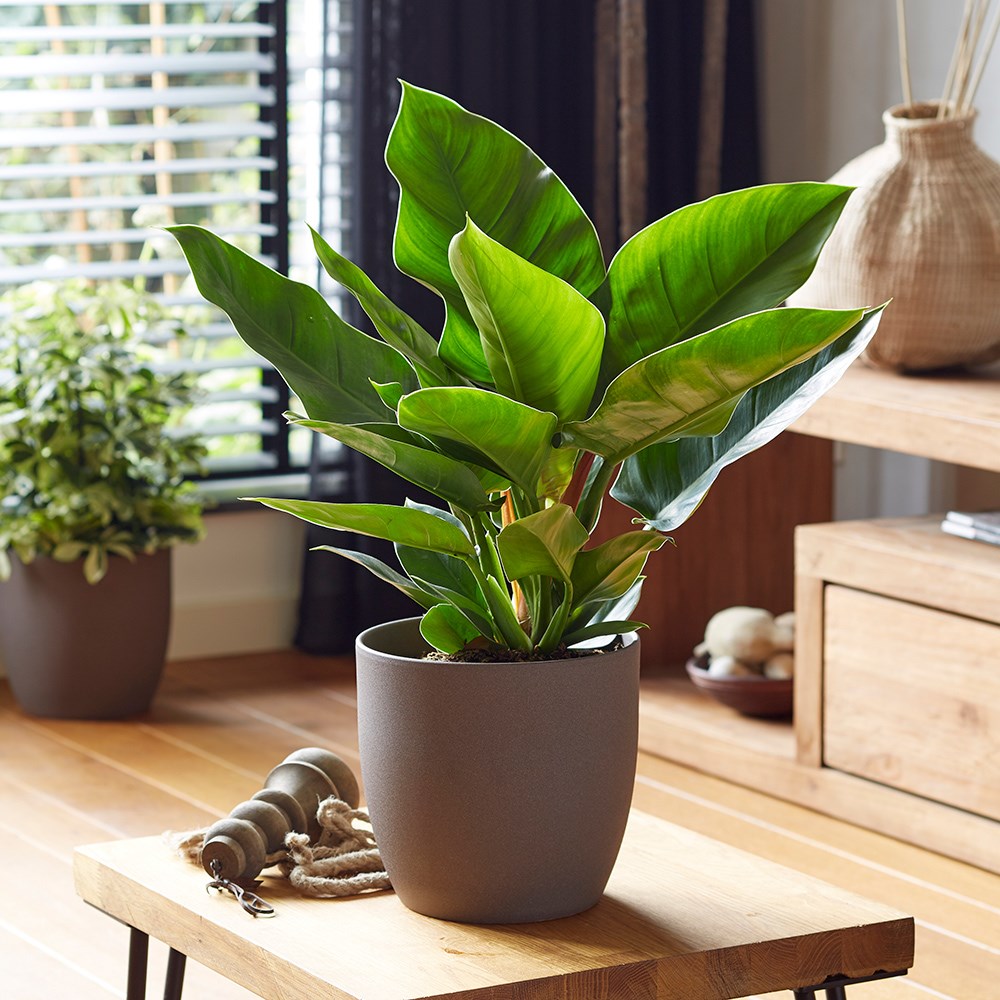 Philodendron Imperial Green | Philodendron