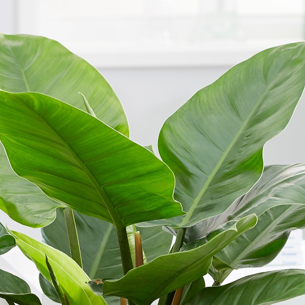 Philodendron Imperial Green | Philodendron
