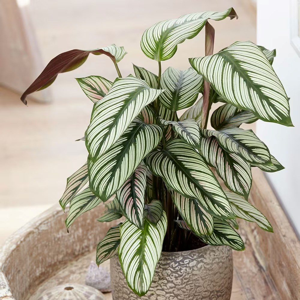 Goeppertia Whitestar | The Zebra Plant