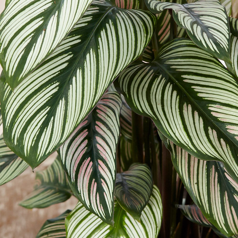 Goeppertia Whitestar | The Zebra Plant