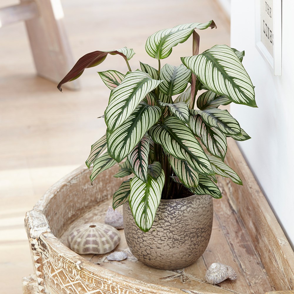 Goeppertia Whitestar | The Zebra Plant
