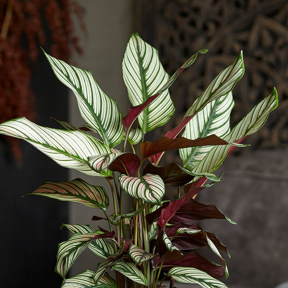 Goeppertia Whitestar | The Zebra Plant