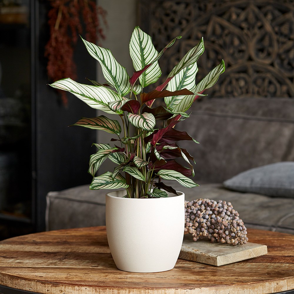 Goeppertia Whitestar | The Zebra Plant